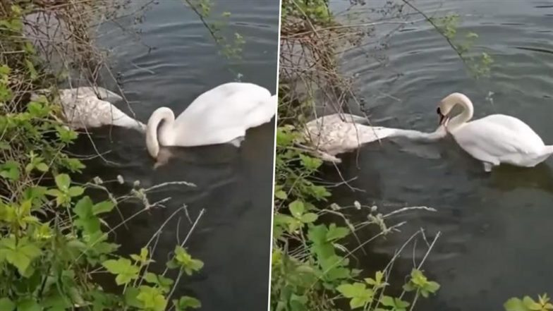 साथी की मौत पर बुरी तरह से टूट गया हंस, उसे जगाने की करता रहा नाकाम कोशिश, Viral Video देख आप भी हो जाएंगे भावुक