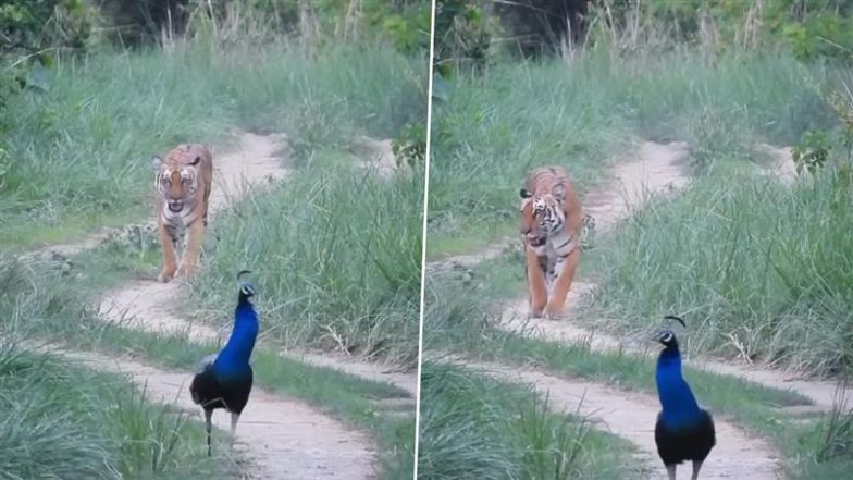 Viral Video: जंगल में दबे पांव मोर के पीछे टहलता दिखा बाघ, लोगों के दिलों को जीत रहा है यह मनमोहक नजारा