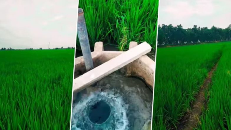 Punjabi Tractor Girl Viral Video: हरजिंदर कौर उप्पल उर्फ फार्म गर्ल का नया वीडियो हुआ वायरल, दिखी हरी-भरी फसलों की खूबसूरती