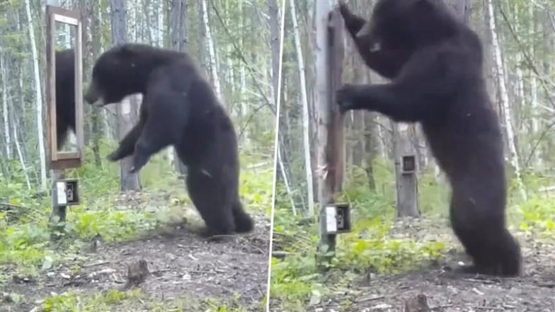 Viral Video: पहली बार खुद को आईने में देख बुरी तरह से घबरा गया भालू, फिर उसने जो किया… देखकर हंस पड़ेंगे आप
