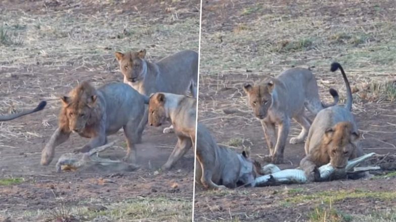 मगरमच्छ को अकेला देख चार शेरों ने एक साथ किया अटैक, फिर जो हुआ&hellip; Viral Video देख उड़ जाएंगे होश