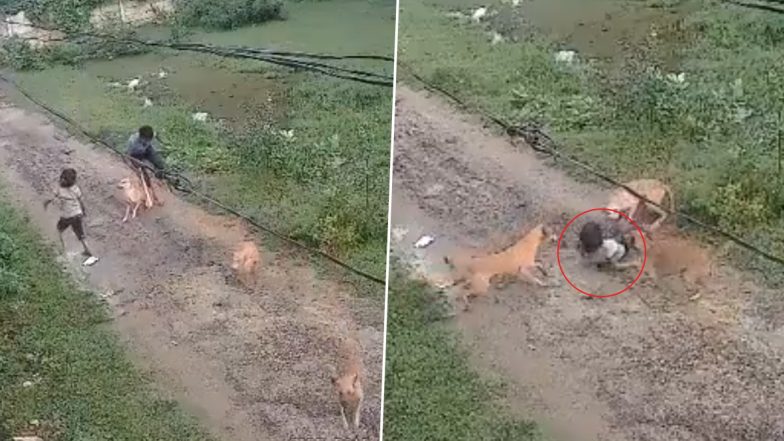 Dog Attack: मथुरा में कुत्तों के झुंड ने किया बच्ची पर जानलेवा हमला, लोगों ने दौड़कर बचाई जान, VIDEO आया सामने