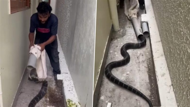 Viral Video: किंग कोबरा को पकड़ने की कोशिश कर रहा था शख्स, फिर हुआ कुछ ऐसा... नजारा देख पैरों तले खिसक जाएगी जमीन