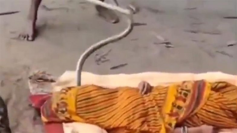 Bihar Shocker: किंग कोबरा ने महिला को काटा तो अस्पताल ले जाने के बजाय ग्रामीण करने लगे झाड़-फूंक, पीड़िता की हुई मौत-VIDEO