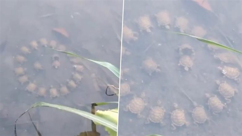 Viral Video: पानी के भीतर इंसानों की तरह राउंड टेबल मीटिंग करते दिखे कछुए, नजारा देख हैरान हुए लोग