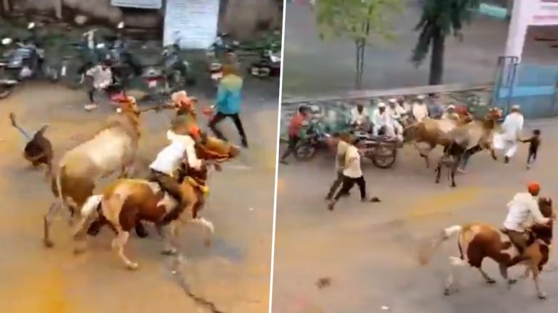 VIDEO: पोला उत्सव में बेकाबू हुए बैल, सड़क पर दौड़ते हुए बच्चों को कुचला, पुणे जिले के पिंपले जगताप गांव का वीडियो आया सामने