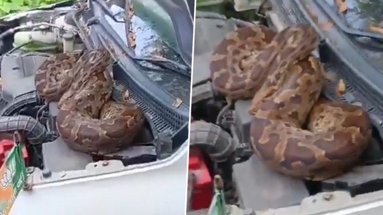 VIDEO: बीजेपी नेता की कार के बोनट में बैठा था 7 फीट का अजगर, देखकर लोगों के उड़े होश, बाराबंकी का वीडियो आया सामने
