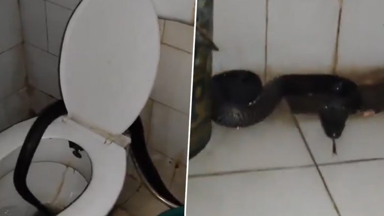 Cobra Found on Toilet Seat: पीजी हॉस्टल के टॉयलेट के कमोड से निकला जहरीला सांप, डॉक्टरों के उड़े होश, कोटा का वीडियो आया सामने; VIDEO