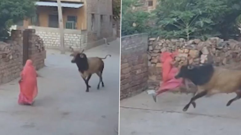 Bull Attack: सड़क से जा रही महिला पर सांड ने किया जानलेवा हमला, सींगों से उठाकर फेंका, राजस्थान के जोधपुर का VIDEO आया सामने