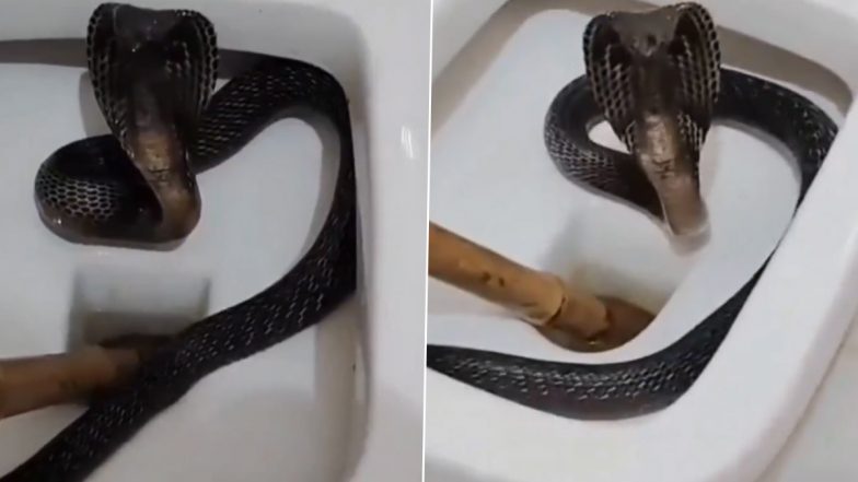 Cobra Snake in Commode: पुष्कर में होटल के बाथरूम के कमोड में बैठा था 5 फीट का कोबरा, देखकर टूरिस्ट के उड़े होश, VIDEO आया सामने