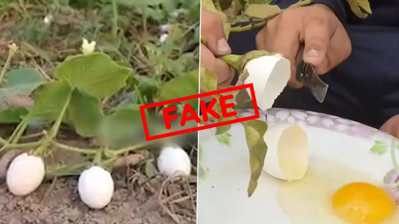 Fact Check: क्या सच में पौधों पर उगने लगे है अंडे? सोशल मीडिया पर वायरल हो रहे इस वीडियो की जानें सच्चाई; VIDEO
