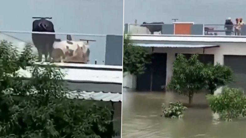 Punjab Heavy Rain: पंजाब में बारिश ने मचाई तबाही! घरों में पानी घुसने की वजह से मवेशियों को छत पर बांधा, अमृतसर का VIDEO आया सामने