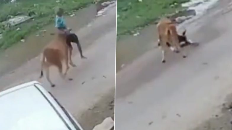 Cow Attacked: गाय ने सड़क पर दौड़कर किया जानलेवा हमला, गंभीर रूप से घायल हुआ बुजुर्ग, कल्याणपुर का वीडियो आया सामने; VIDEO