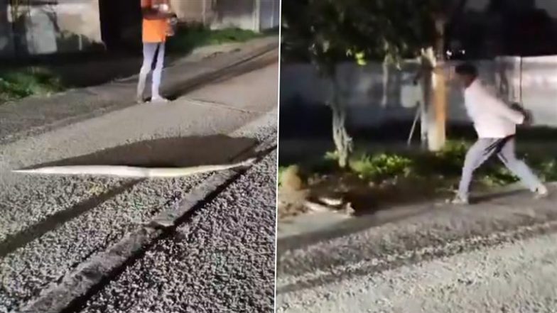 Disturbing Video: सड़क पार करते विशाल अजगर को युवक ने पत्थर से कुचलकर मारने की कोशिश की, देखें शॉकिंग वीडियो