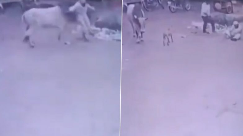 Bull Attack: आवारा सांड ने किया शख्स पर जानलेवा हमला, सींगों पर उठाकर पटका, अमरोहा के हसनपुर का VIDEO आया सामने