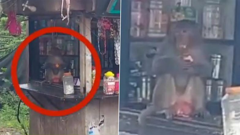 बंदर की दुकानदारी! पुणे में पान की दुकान में घुसा बंदर, चॉकलेट और बिस्कुट खाने का वीडियो वायरल