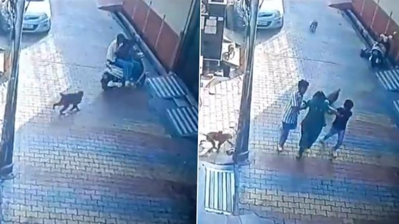 Monkey Attack: यूपी के हापुड़ में बंदरों का उत्पात, स्कूटर चला रही मां और बच्चों पर किया हमला, सीसीटीवी में कैद घटना