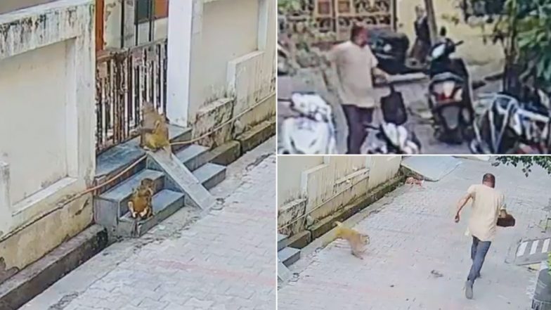 Monkey Attack Video: हापुड़ में बीजेपी नेता पर बंदरों ने किया हमला, इंटरनेट पर वीडियो वायरल