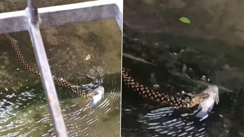 Snake With Fish In Its Mouth: कोलकाता में बाढ़ के पानी में सांप ने पकड़ी मछली, हैरान कर देने वाला वीडियो वायरल