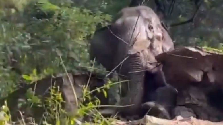 Elephant Rescue: पानी की टंकी में फंसा हाथी, वन विभाग की टीम ने किया रेस्क्यू, तमिलनाडु के नीलगिरी का VIDEO आया सामने