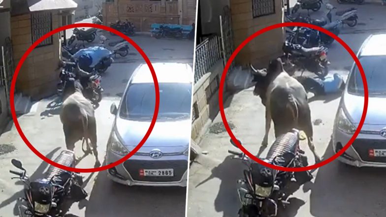 Bull Attack: आवारा सांड ने किया बुजुर्ग पर हमला, सींगों से उठाकर फेंका, हमले में हुई मौत, राजस्थान के बालोतरा का वीडियो आया सामने; VIDEO