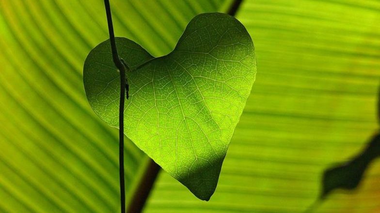 Betel Leaf Health Benefits: एंटी-बैक्टीरियल, एंटी-इंफ्लेमेटरी गुणों से भरपूर हैं पान के पत्ते, सेहतमंद रहने के लिए करें इस्तेमाल
