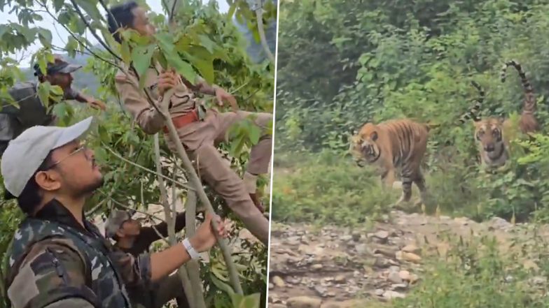 VIDEO: गश्त कर रहे थे फॉरेस्ट कर्मचारी, अचानक सामने आ गए 3 टाइगर, जान बचाने के लिए पेड़ पर चढ़े, उत्तराखंड के रामनगर का वीडियो आया सामने