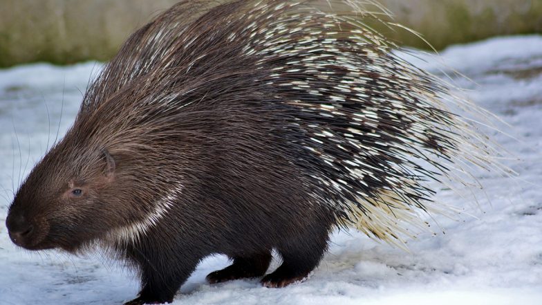 Nagpur Porcupine Rescue: नागपुर के मेट्रो ट्रैक पर आया साही, काफी मशक्कत के बाद किया गया जानवर को रेस्क्यू, VIDEO आया सामने