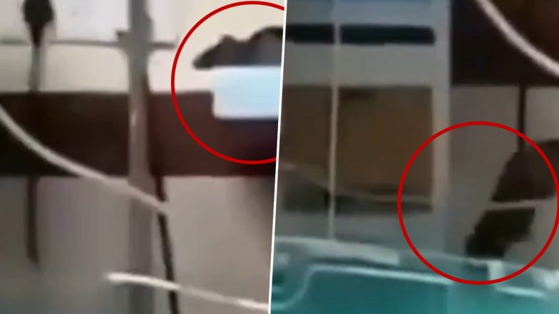 Indore Shocker: इंदौर के एमवाय हॉस्पिटल में चूहों ने दो नवजात बच्चों के हाथ कुतरे, डॉक्टरों ने इलाज कर बचाई मासूमों की जान, देखें VIDEO