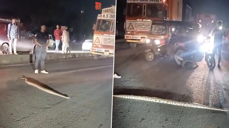 VIDEO: पनवेल मुंब्रा रोड पर आया अजगर, सड़क पार करवाने के लिए लोगों ने रोकी गाड़ियां, वीडियो आया सामने