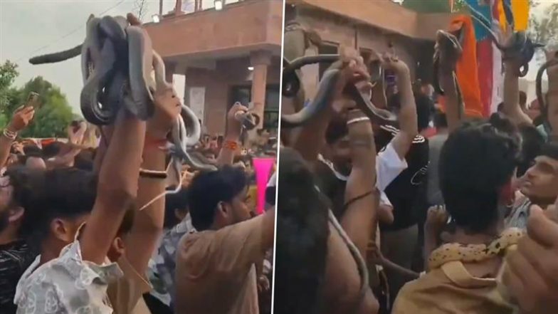 Gogaji Mela in Rajasthan: गोगाजी महाराज की भक्ति में लीन हुए भक्त, सांपों को हाथ में लेकर किया डांस- देखें वीडियो