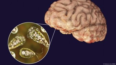 क्या ब्रेन ईटिंग अमीबा सच में खा जाता है इंसानों का दिमाग