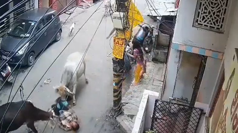 Bull Attack: सड़क से जा रहे दादा और पोते पर आवारा सांडों ने किया हमला, सींगों से कुचला, दोनों हुए घायल, लखनऊ का VIDEO आया सामने