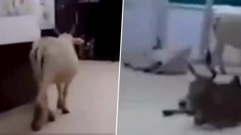 VIDEO: सीधी जिले के हॉस्पिटल में घूम रहे है मवेशी, बेड पर बैठे है कुत्ते, सरकारी सिस्टम की पोल खोलता वीडियो आया सामने