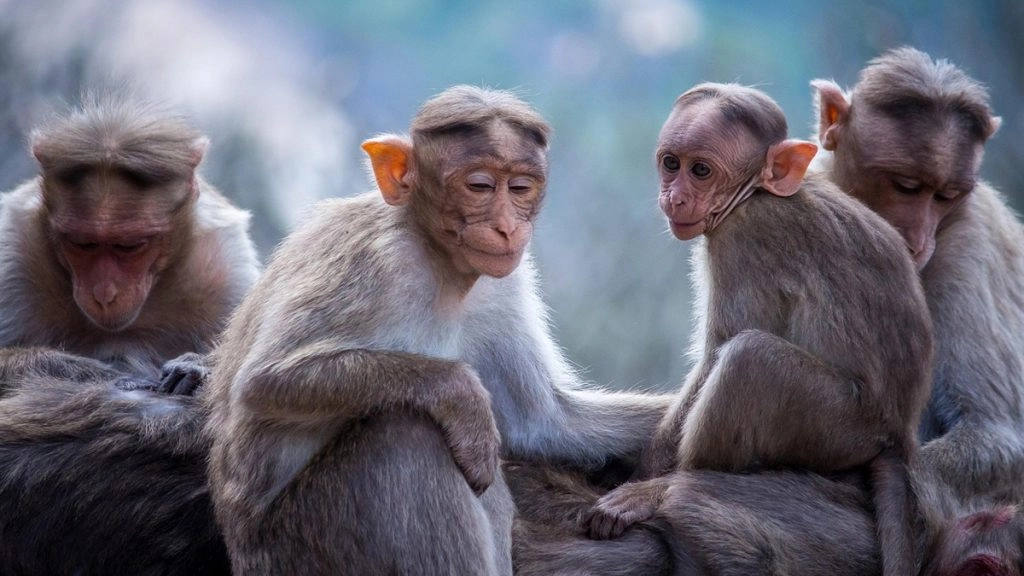 गाजियाबाद में बंदर ने किया युवक पर हमला.