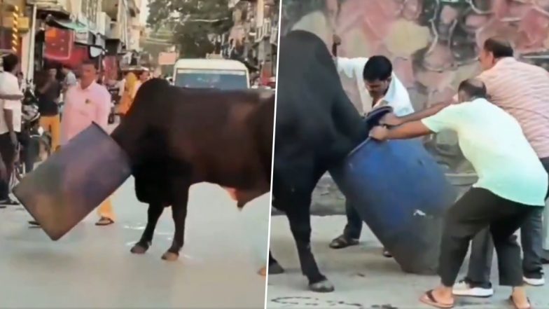 Viral Video: सीकर में नीले ड्रम में फंसा आवारा सांड का सिर, काफी देर तक सड़क पर घूमता रहा, लोगों ने काफी मशक्कत के बाद कराया आजाद