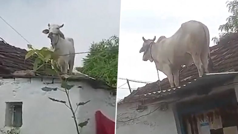 Telangana: आवारा कुत्तों के हमले से बचने के लिए घर की छत पर चढ़ा सांड, काफी मशक्कत के बाद किया गया रेस्क्यू (Watch Video)