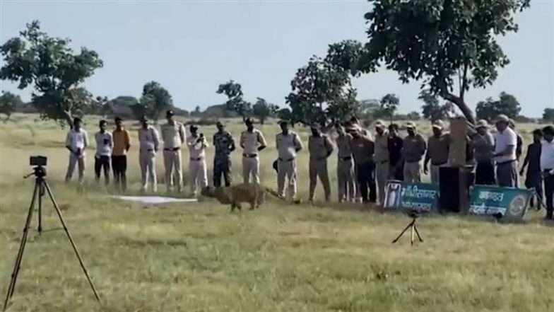 VIDEO: पावक और प्रभास के पांच महीने बाद, गांधी सागर वन्यजीव अभयारण्य में शामिल हुई मादा चीता धीरा