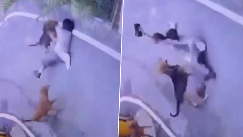 Ranchi Dogs Attack: रांची के डोरंडा में आवारा कुत्तों ने खाना खिलाते समय लड़की पर किया जानलेवा हमला, गंभीर रूप से घायल; VIDEO
