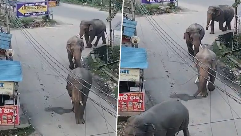 Haridwar News: हरिद्वार के जगजीतपुर में दिखा हाथियों का झुंड, वीडियो में देखें कैसे रिहायशी इलाके में पहुंचा काफिला; VIDEO