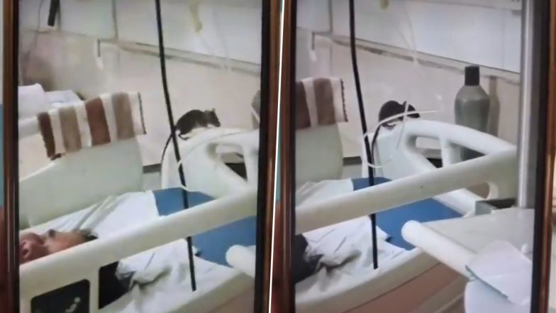 Rats at Cooper Hospital: मुंबई के कूपर अस्पताल में चूहों का आतंक, महिला वार्ड में घूमते आए नजर; मरीजों के परिजनों ने सुरक्षा को लेकर जताई चिंता; VIDEO