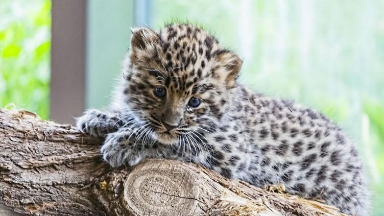 Nashik Leopard Rescue: शुगर फैक्ट्री के कुएं में गिरा बेचारा तेंदुए का बच्चा, रेस्क्यू टीम ने कड़ी मशक्कत के बाद निकाला बाहर; देखें VIDEO