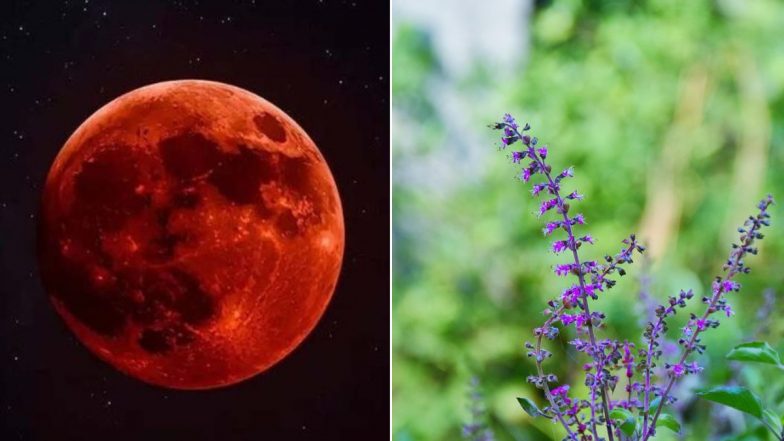 Lunar Eclipse Today Night: आज रात 8:58 बजे...पूरे भारत में लगेगा दुर्लभ पूर्ण चंद्रग्रहण, जानें लोग खाने में क्यों डालते हैं तुलसी के पत्ते?
