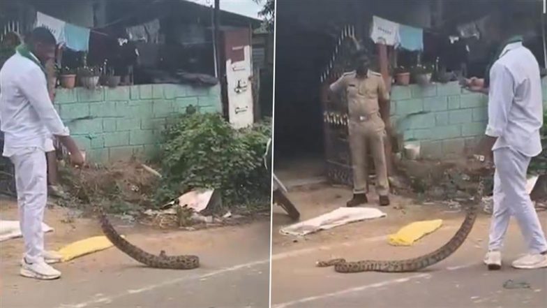 सांपों का उत्पीड़न! कर्नाटक के शिवमोग्गा में अजगरों और कोबरा को प्रताड़ित कर बनाया गया वीडियो, वन अधिकारियों ने किया रेस्क्यू (Watch Video)