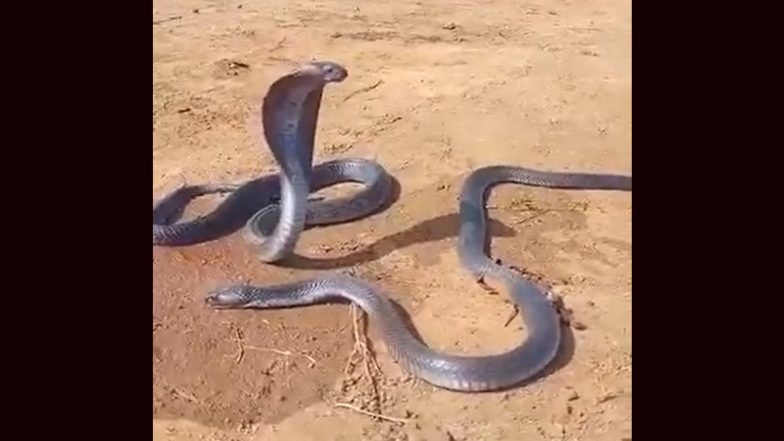 Goregaon Python Video: मुंबई के गोरेगांव चेक नाका के पास घर में मिला विशाल अजगर, वीडियो में दिखा डरावना रूप