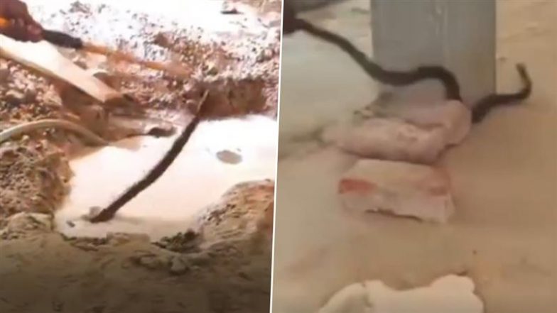 Cobra Rescue Video: बस्ती के स्कूल में मिला जहरीला कोबरा, जमीन खोदकर किया रेस्क्यू