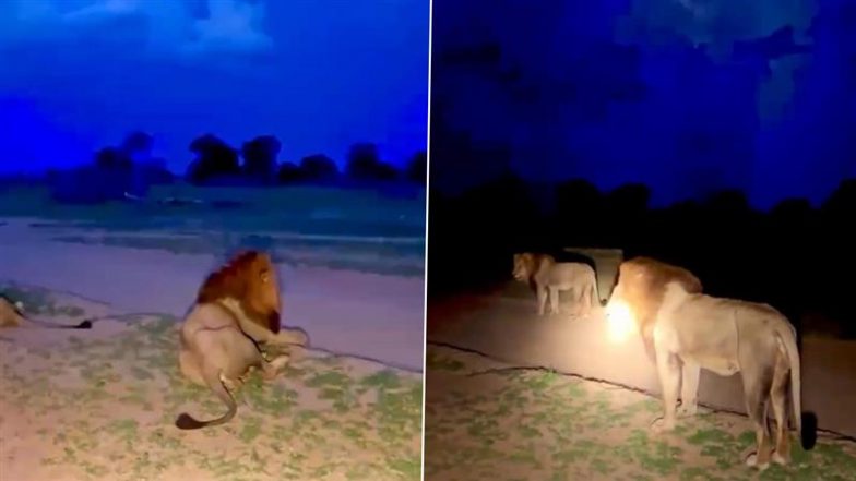Viral Video: बिजली के गड़गड़ाहट की आवाज सुनकर घबराए शेर, डर के मारे हुआ जंगल के राजा का ऐसा हाल