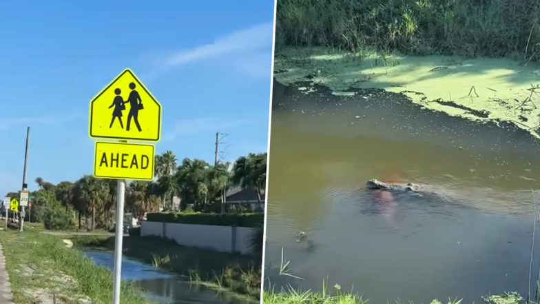 Viral Video: फ्लोरिडा में दिखा 11 फुट का मगरमच्छ, कुत्ते को मुंह में दबाए घूमता रहा