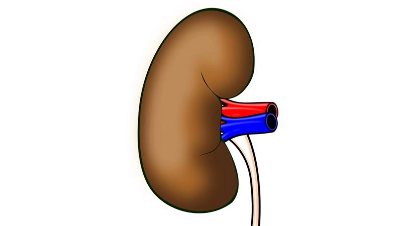Kidney Disease Symptoms: किडनी कमजोर होने से पहले देती है ये संकेत, समय रहते करें उपाय