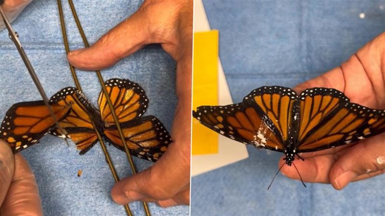 Butterfly Wing Transplant: मोनार्क तितली को मिला नया जीवन, न्यूयॉर्क में बचावकर्मियों ने किए सफल 'विंग ट्रांसप्लांट'